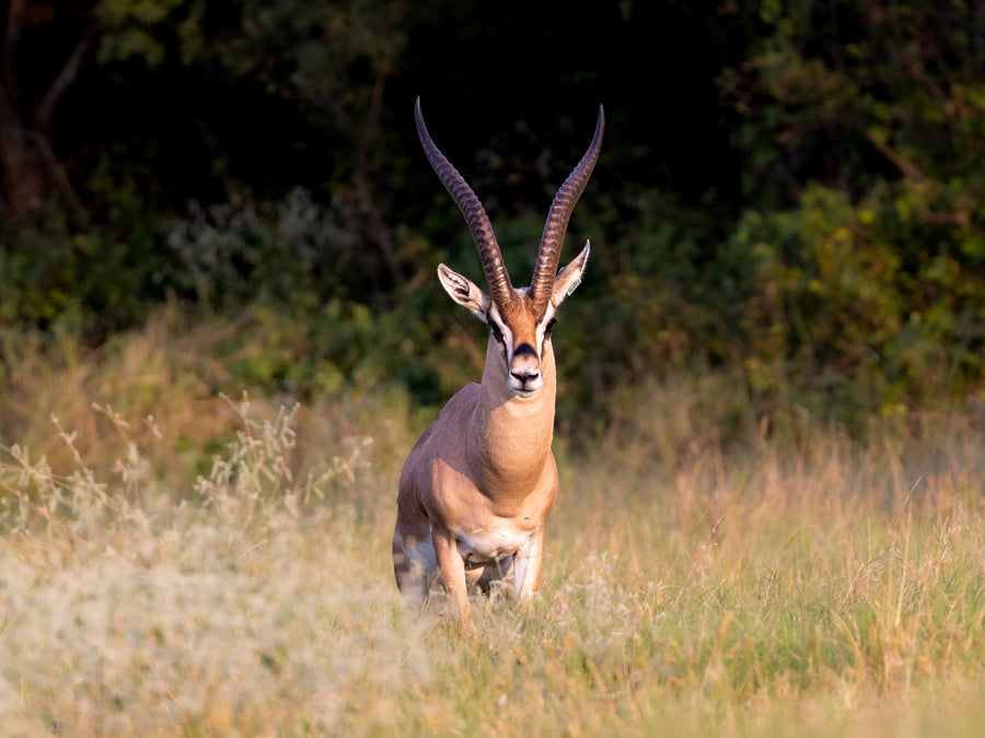 Grant's Gazelle