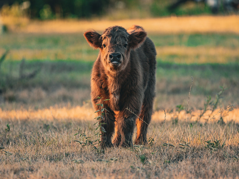 Mature Bull