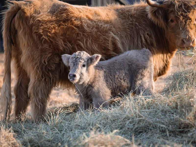 Mature Bull