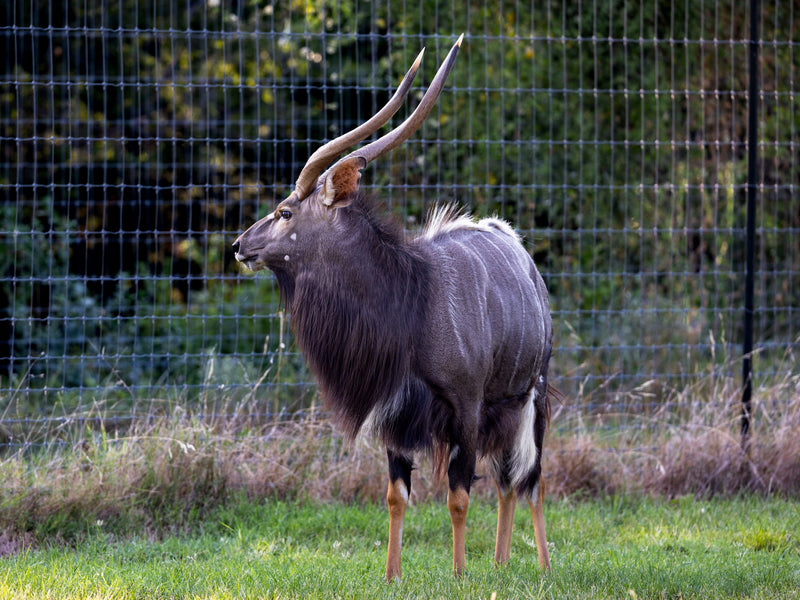 Mature Bull