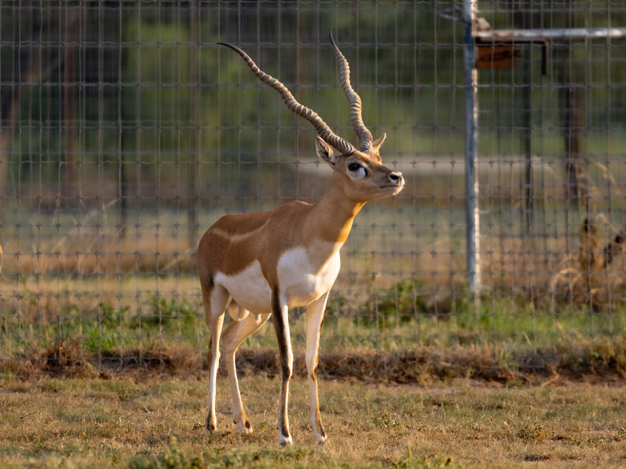 Blackbuck Antelope