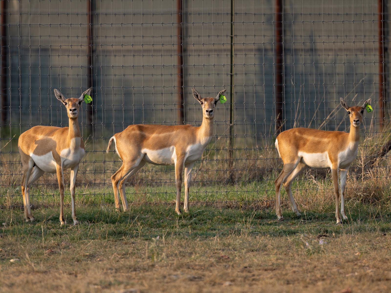 Blackbuck