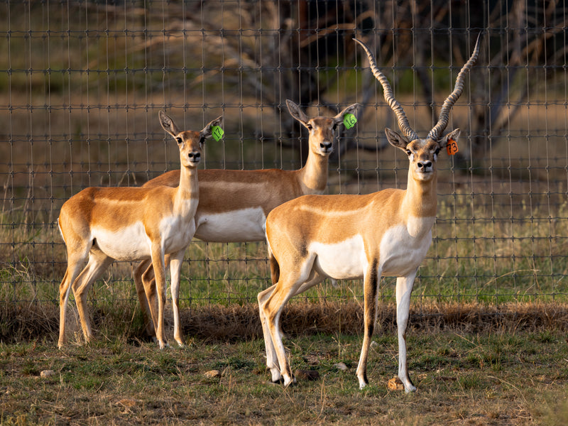 Blackbuck