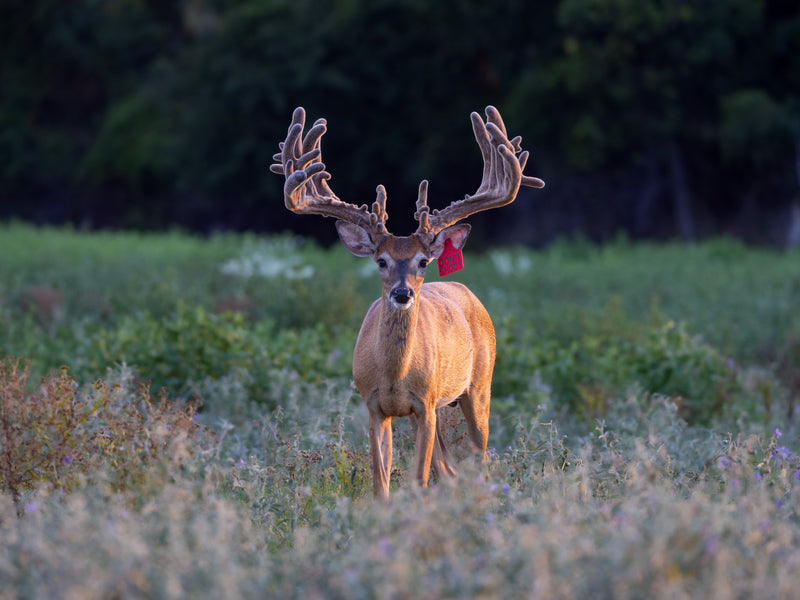 Mature Bull