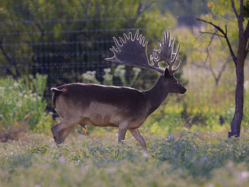 Mature Bull