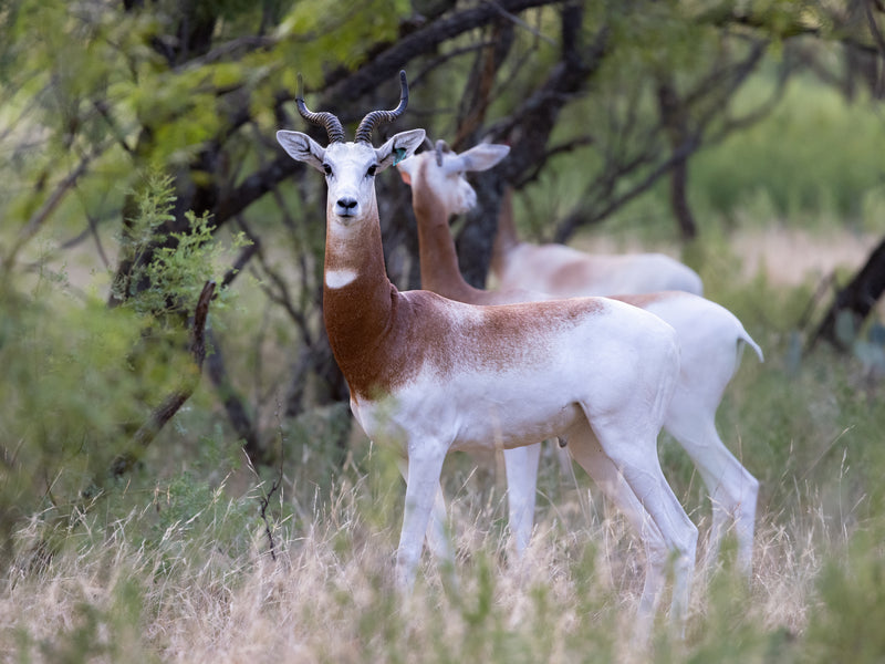 Dama Gazelle