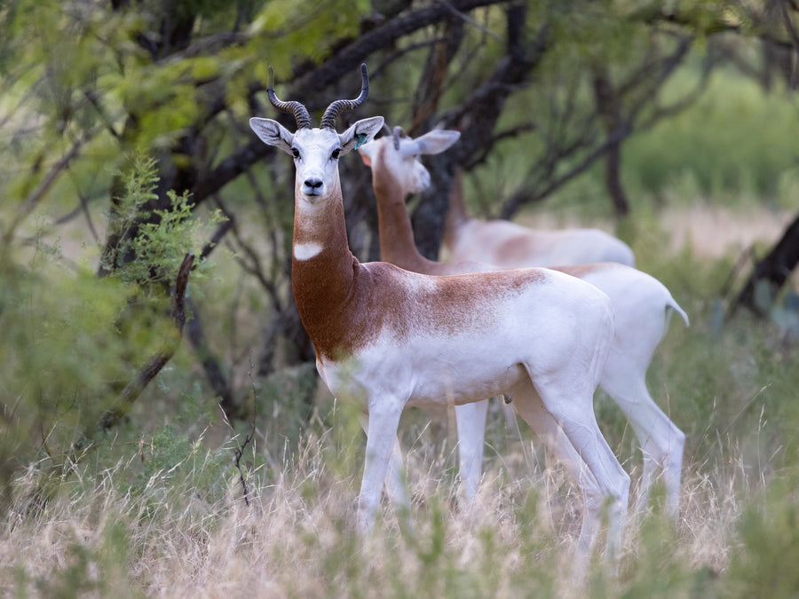 Dama Gazelle