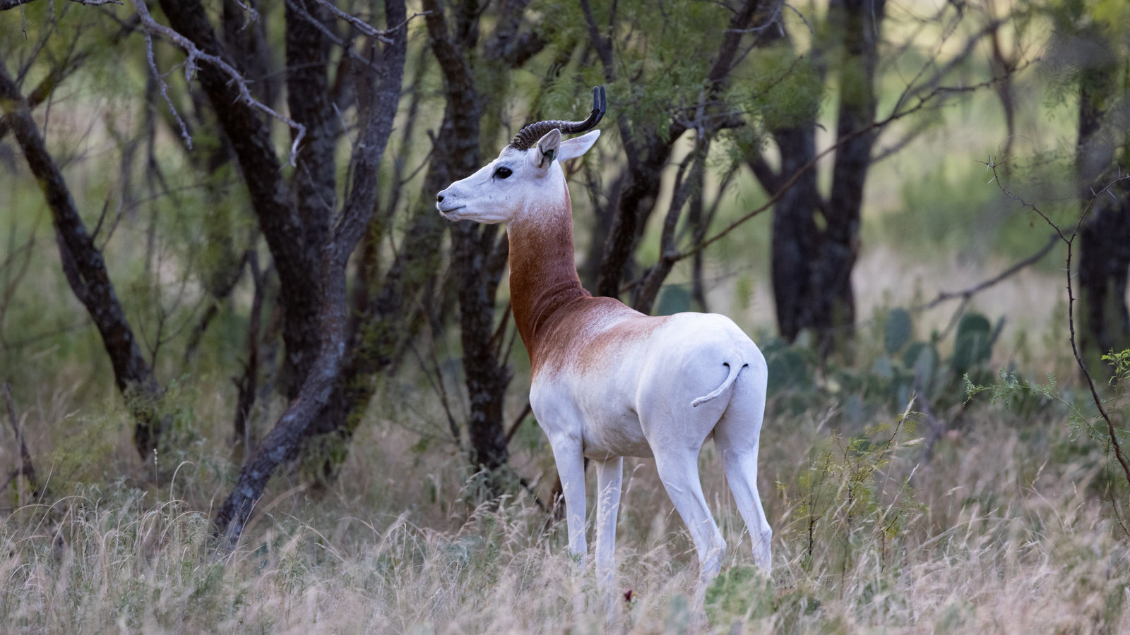 Dama Gazelle