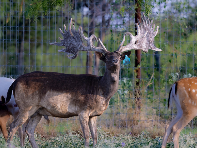 Fallow