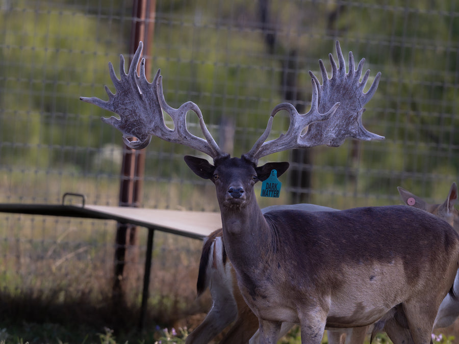 Fallow Deer