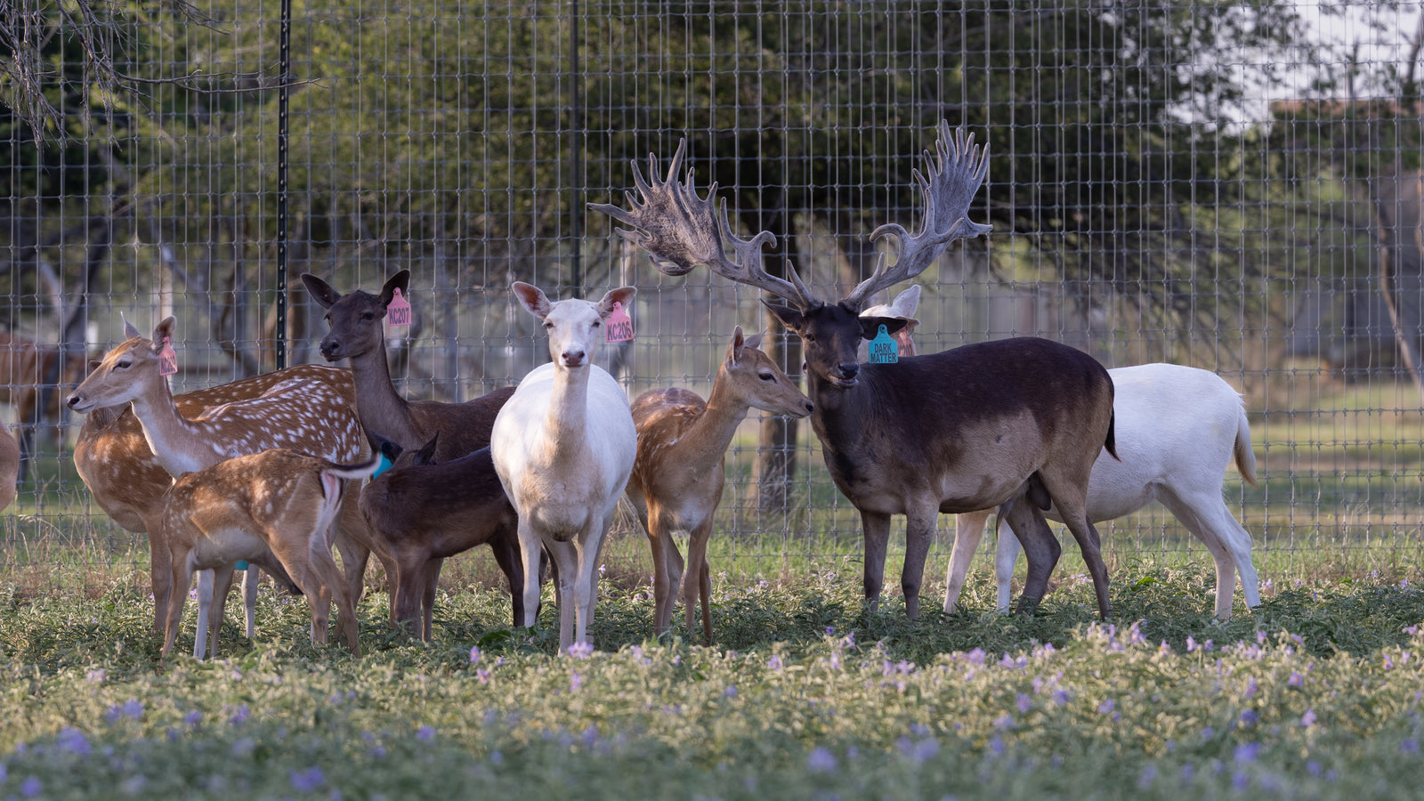 Fallow