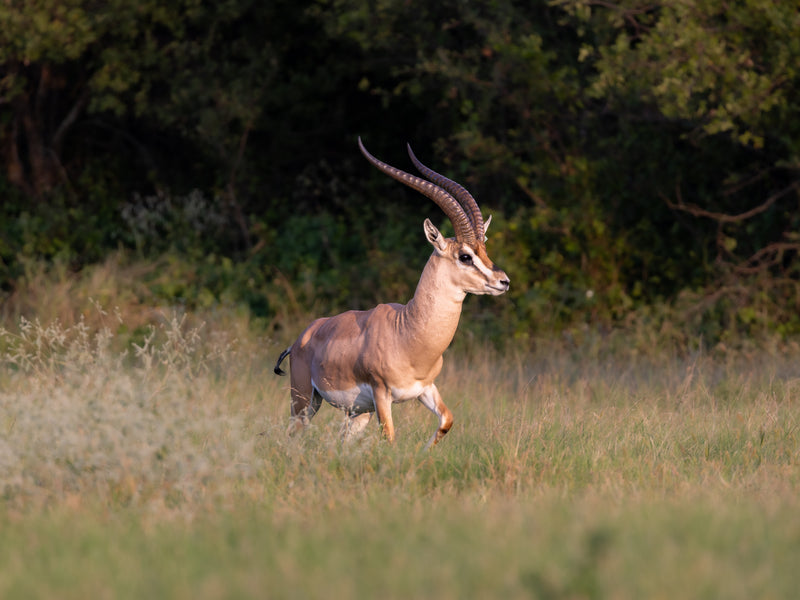 grant's gazelle