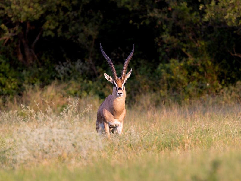 grant's gazelle