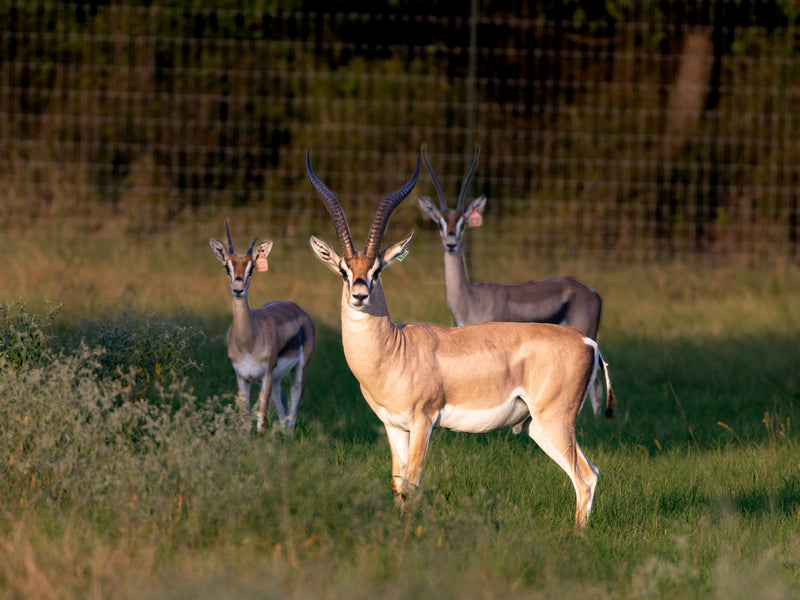 Grant's Gazelle