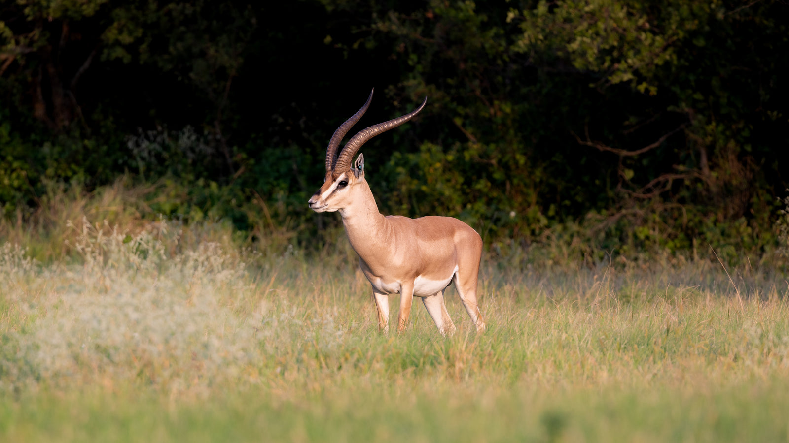 grant's gazelle