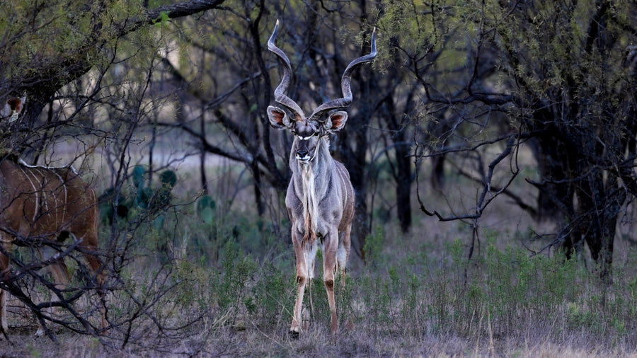 Kudu