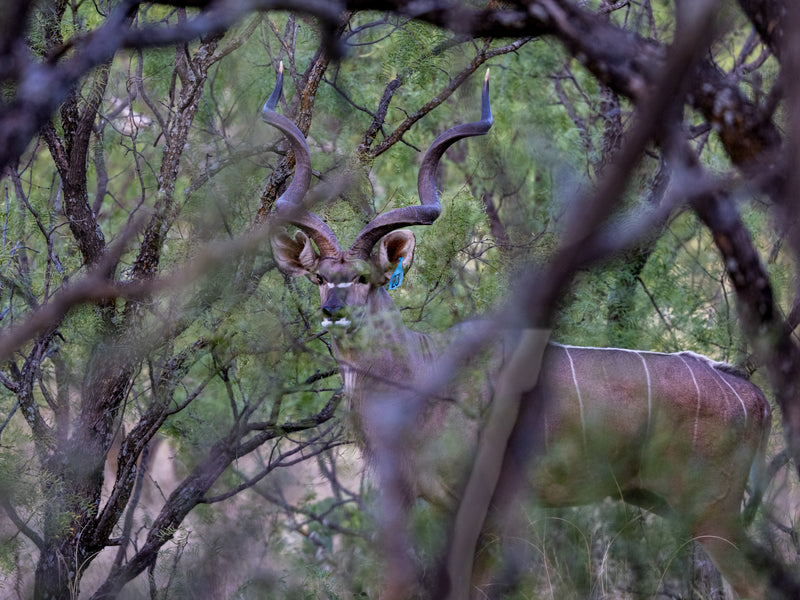 Kudu