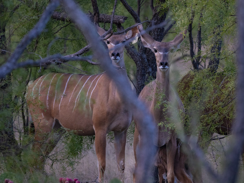 Mature Bull