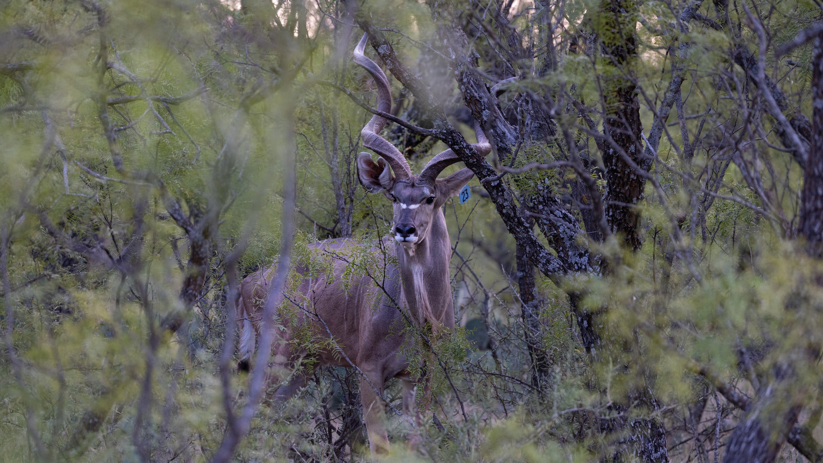 KUDU