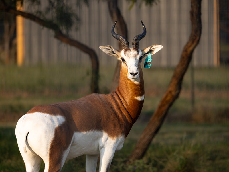 Mhorr Gazelle