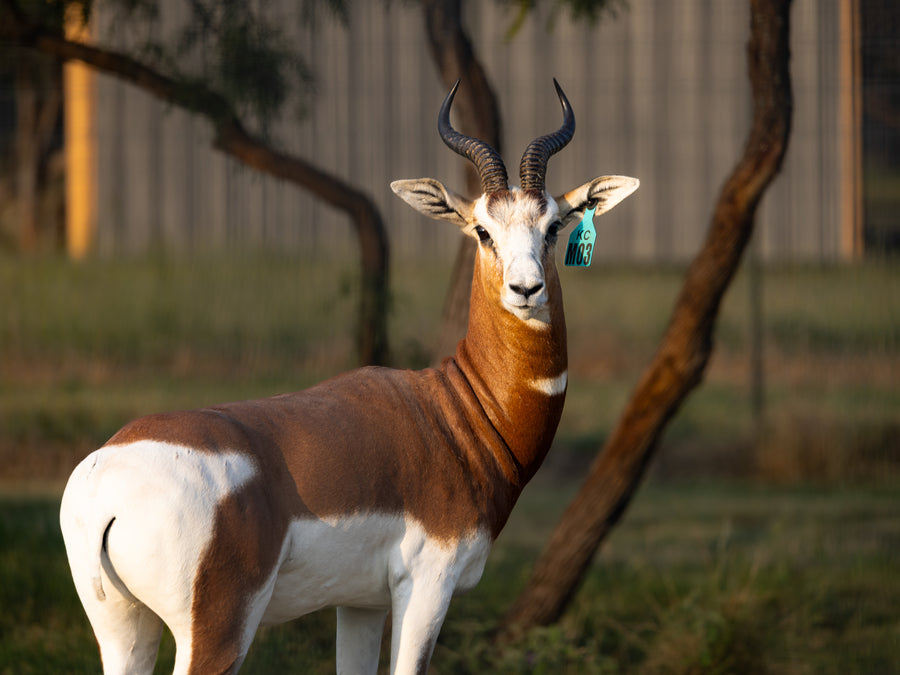 Mhorr Gazelle