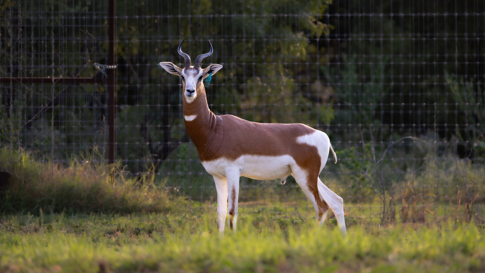 MHORR GAZELLE
