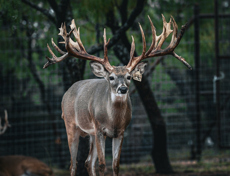 Whitetail