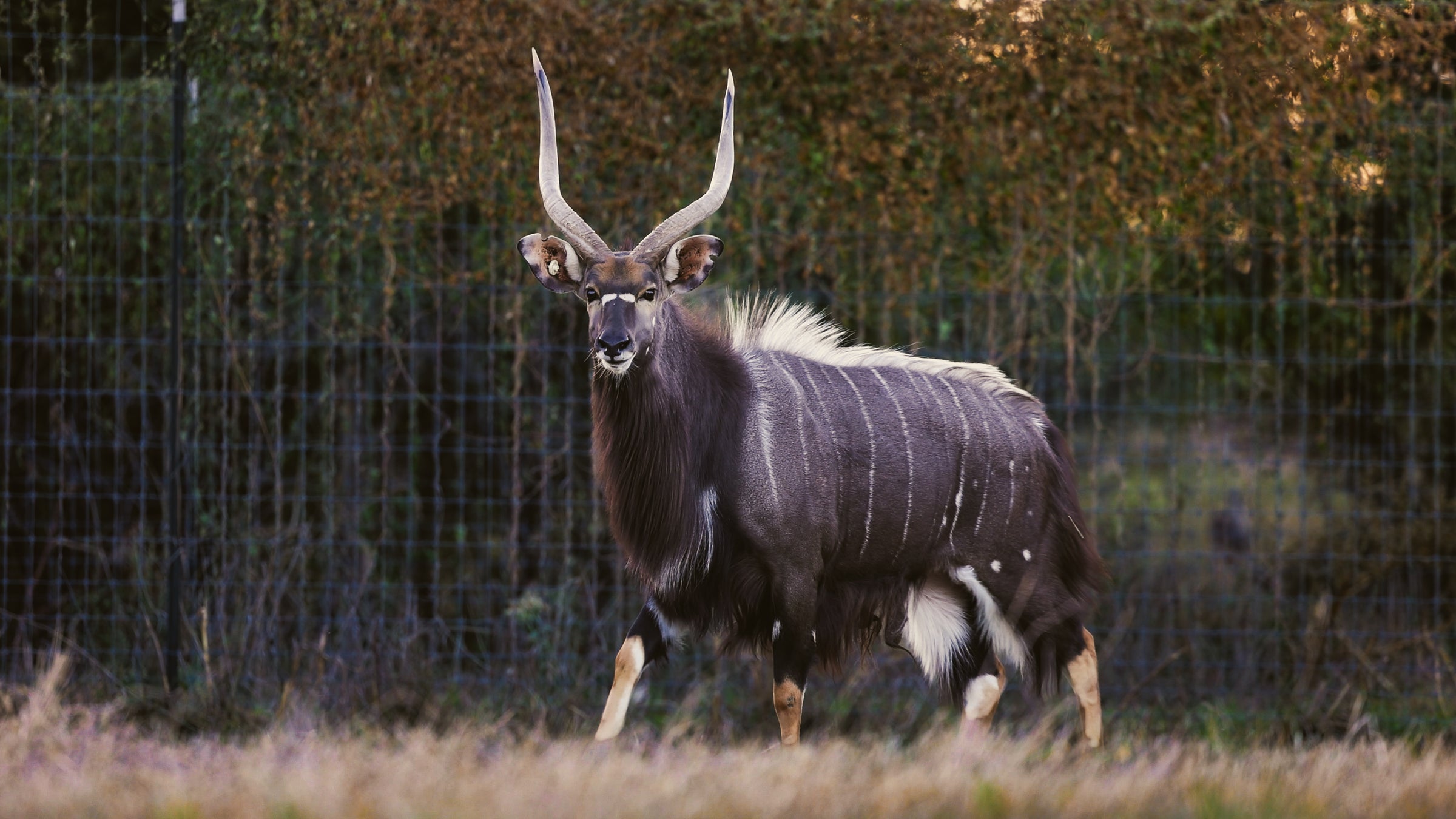 Kaiser Creek Ranch Species