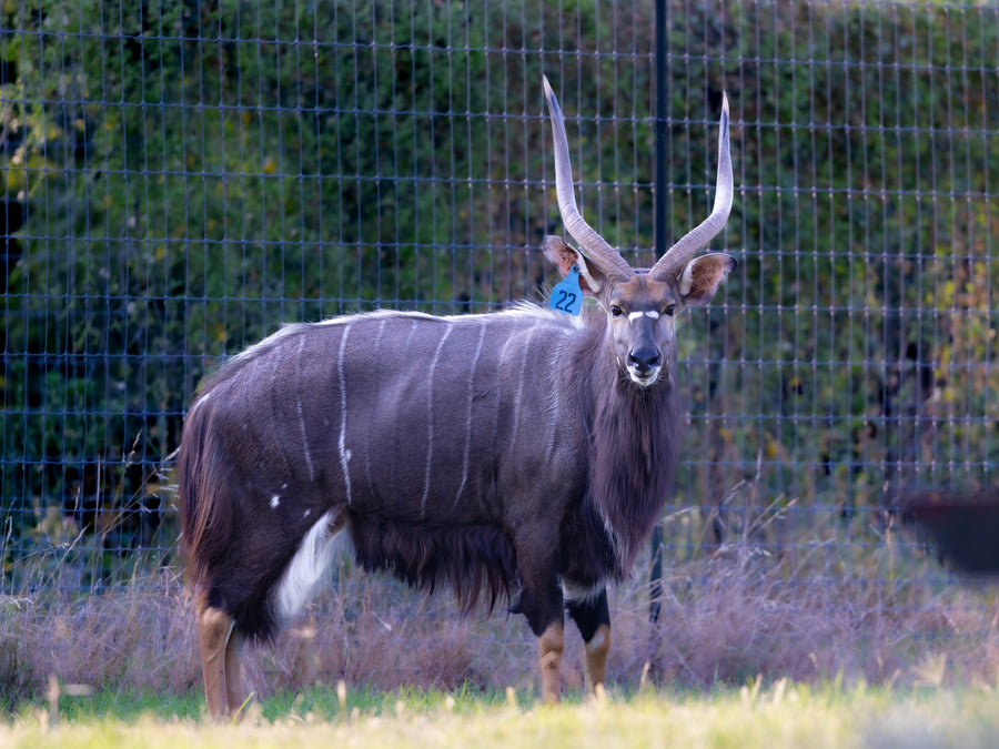Nyala
