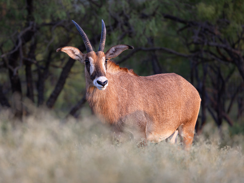 Mature Bull