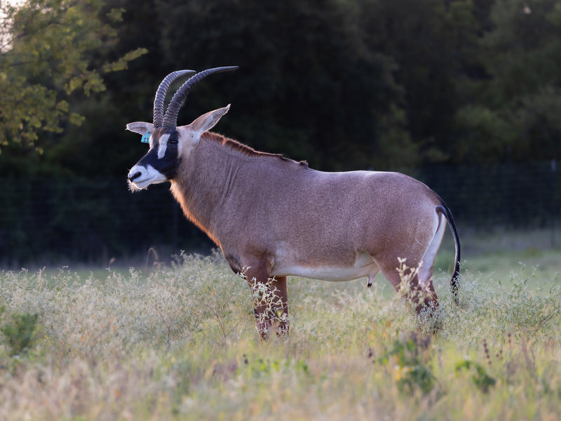 ROAN