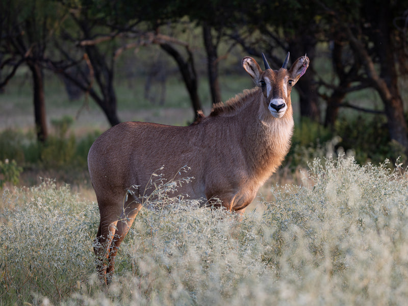 Mature Bull
