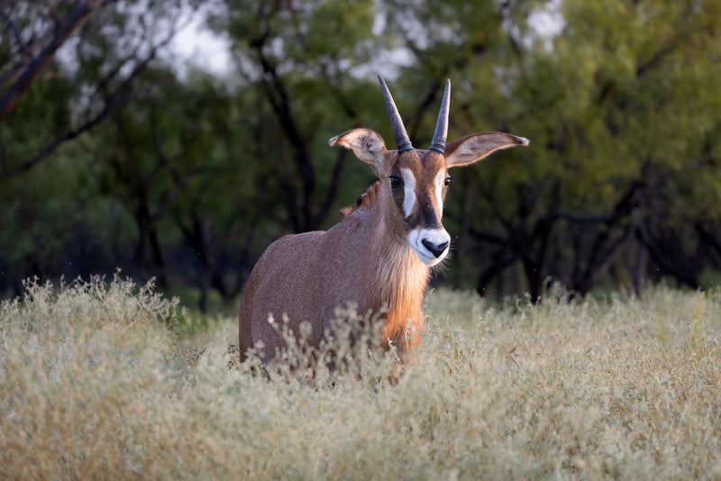 Mature Bull