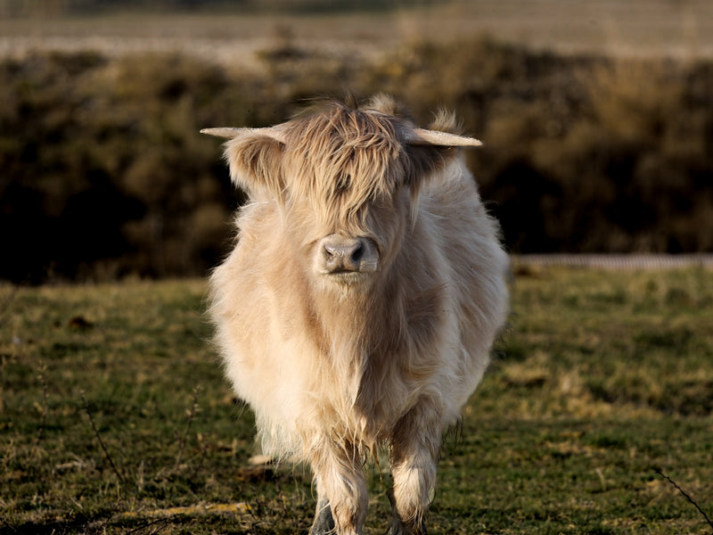 Mature Bull