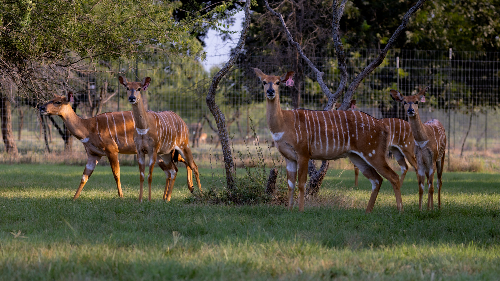 NYALA