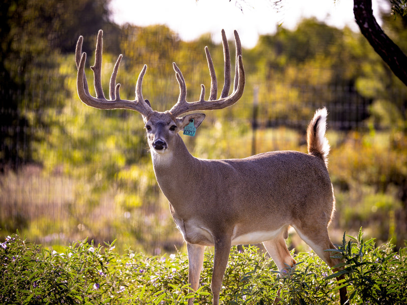 WHITETAIL