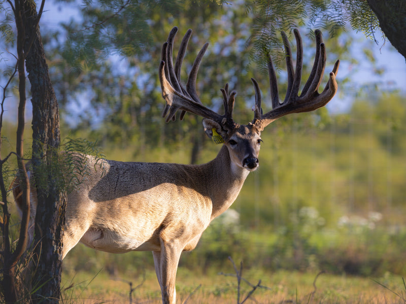 WHITETAIL