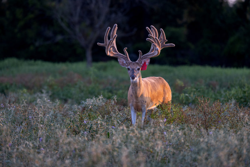 Mature Bull