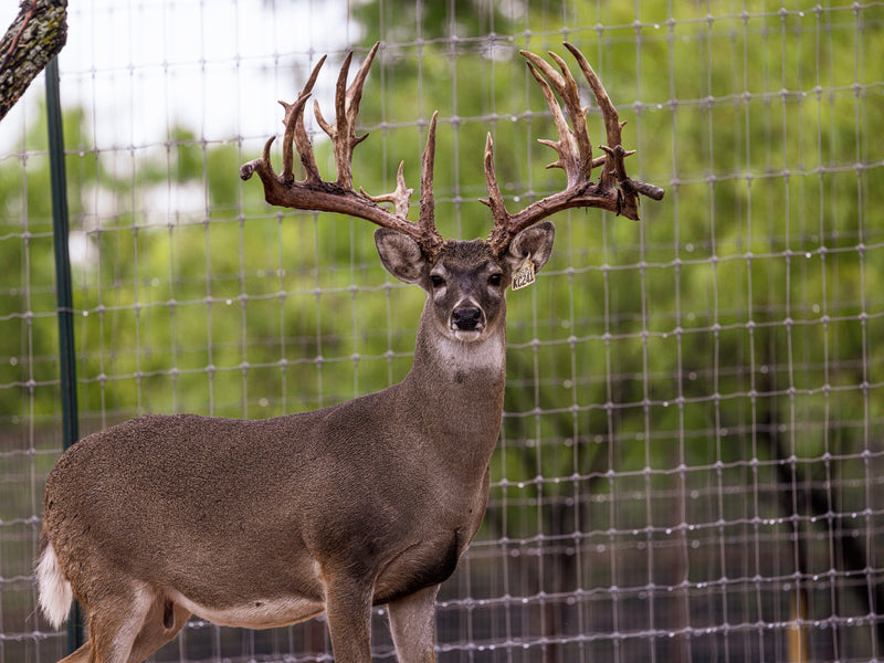 WHITETAIL