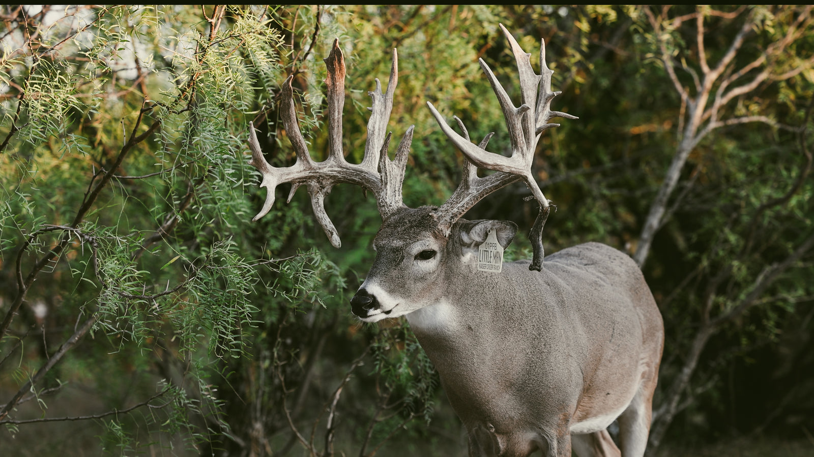 WHITETAIL