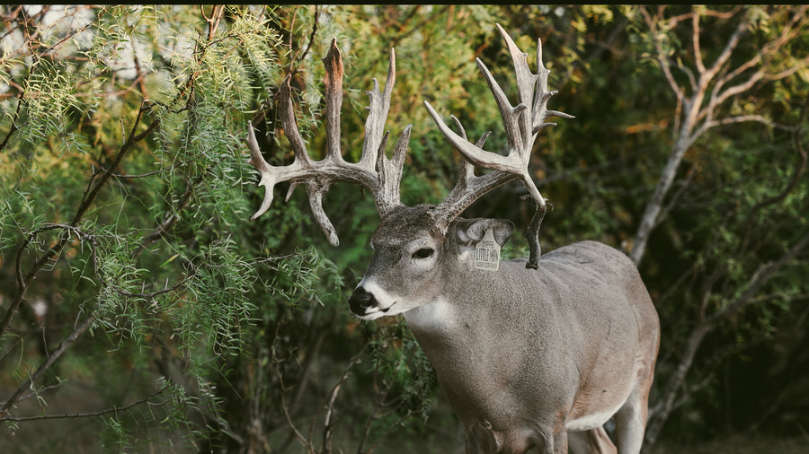 Whitetail Deer
